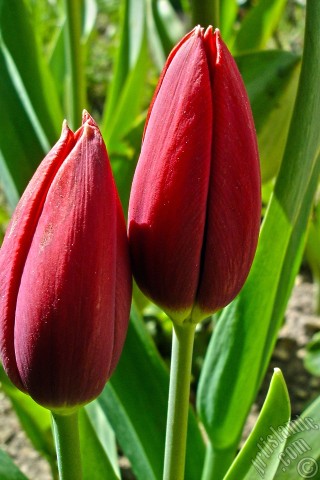 A mobile wallpaper and MMS picture for Apple iPhone 7s, 6s, 5s, 4s, Plus, iPods, iPads, New iPads, Samsung Galaxy S Series and Notes, Sony Ericsson Xperia, LG Mobile Phones, Tablets and Devices: Red Turkish-Ottoman Tulip photo.
