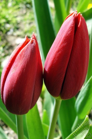 A mobile wallpaper and MMS picture for Apple iPhone 7s, 6s, 5s, 4s, Plus, iPods, iPads, New iPads, Samsung Galaxy S Series and Notes, Sony Ericsson Xperia, LG Mobile Phones, Tablets and Devices: Red Turkish-Ottoman Tulip photo.
