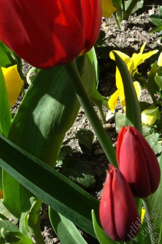 A mobile wallpaper and MMS picture for Apple iPhone 7s, 6s, 5s, 4s, Plus, iPods, iPads, New iPads, Samsung Galaxy S Series and Notes, Sony Ericsson Xperia, LG Mobile Phones, Tablets and Devices: Red Turkish-Ottoman Tulip photo.
