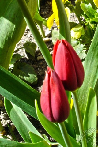 A mobile wallpaper and MMS picture for Apple iPhone 7s, 6s, 5s, 4s, Plus, iPods, iPads, New iPads, Samsung Galaxy S Series and Notes, Sony Ericsson Xperia, LG Mobile Phones, Tablets and Devices: Red Turkish-Ottoman Tulip photo.
