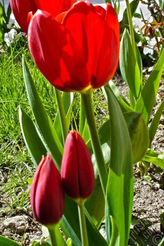 A mobile wallpaper and MMS picture for Apple iPhone 7s, 6s, 5s, 4s, Plus, iPods, iPads, New iPads, Samsung Galaxy S Series and Notes, Sony Ericsson Xperia, LG Mobile Phones, Tablets and Devices: Red Turkish-Ottoman Tulip photo.
