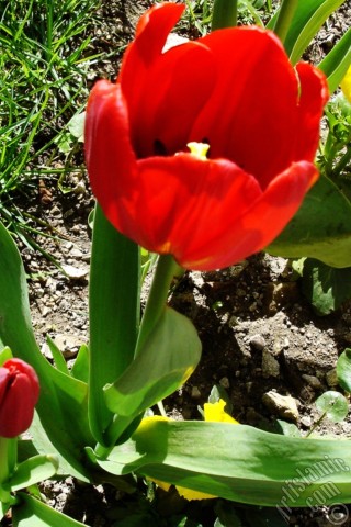 A mobile wallpaper and MMS picture for Apple iPhone 7s, 6s, 5s, 4s, Plus, iPods, iPads, New iPads, Samsung Galaxy S Series and Notes, Sony Ericsson Xperia, LG Mobile Phones, Tablets and Devices: Red Turkish-Ottoman Tulip photo.
