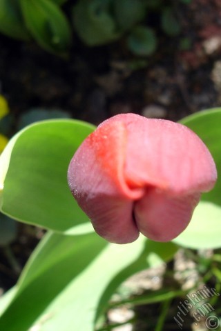 A mobile wallpaper and MMS picture for Apple iPhone 7s, 6s, 5s, 4s, Plus, iPods, iPads, New iPads, Samsung Galaxy S Series and Notes, Sony Ericsson Xperia, LG Mobile Phones, Tablets and Devices: Red Turkish-Ottoman Tulip photo.
