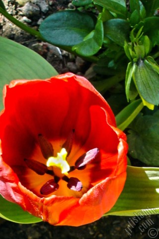 A mobile wallpaper and MMS picture for Apple iPhone 7s, 6s, 5s, 4s, Plus, iPods, iPads, New iPads, Samsung Galaxy S Series and Notes, Sony Ericsson Xperia, LG Mobile Phones, Tablets and Devices: Red Turkish-Ottoman Tulip photo.
