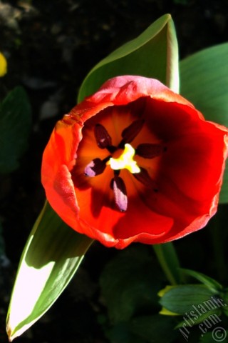 A mobile wallpaper and MMS picture for Apple iPhone 7s, 6s, 5s, 4s, Plus, iPods, iPads, New iPads, Samsung Galaxy S Series and Notes, Sony Ericsson Xperia, LG Mobile Phones, Tablets and Devices: Red Turkish-Ottoman Tulip photo.
