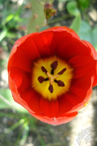 A mobile wallpaper and MMS picture for Apple iPhone 7s, 6s, 5s, 4s, Plus, iPods, iPads, New iPads, Samsung Galaxy S Series and Notes, Sony Ericsson Xperia, LG Mobile Phones, Tablets and Devices: Red Turkish-Ottoman Tulip photo.
