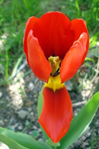 A mobile wallpaper and MMS picture for Apple iPhone 7s, 6s, 5s, 4s, Plus, iPods, iPads, New iPads, Samsung Galaxy S Series and Notes, Sony Ericsson Xperia, LG Mobile Phones, Tablets and Devices: Red Turkish-Ottoman Tulip photo.
