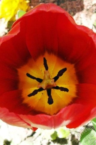 A mobile wallpaper and MMS picture for Apple iPhone 7s, 6s, 5s, 4s, Plus, iPods, iPads, New iPads, Samsung Galaxy S Series and Notes, Sony Ericsson Xperia, LG Mobile Phones, Tablets and Devices: Red Turkish-Ottoman Tulip photo.
