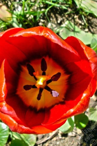 A mobile wallpaper and MMS picture for Apple iPhone 7s, 6s, 5s, 4s, Plus, iPods, iPads, New iPads, Samsung Galaxy S Series and Notes, Sony Ericsson Xperia, LG Mobile Phones, Tablets and Devices: Red Turkish-Ottoman Tulip photo.
