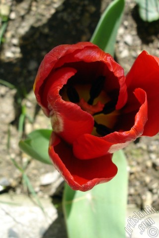 A mobile wallpaper and MMS picture for Apple iPhone 7s, 6s, 5s, 4s, Plus, iPods, iPads, New iPads, Samsung Galaxy S Series and Notes, Sony Ericsson Xperia, LG Mobile Phones, Tablets and Devices: Red Turkish-Ottoman Tulip photo.
