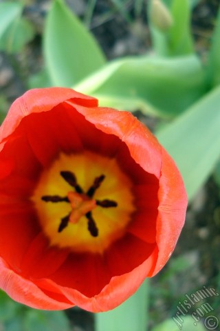 A mobile wallpaper and MMS picture for Apple iPhone 7s, 6s, 5s, 4s, Plus, iPods, iPads, New iPads, Samsung Galaxy S Series and Notes, Sony Ericsson Xperia, LG Mobile Phones, Tablets and Devices: Red Turkish-Ottoman Tulip photo.
