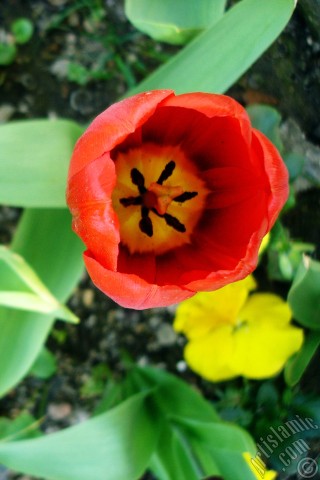 A mobile wallpaper and MMS picture for Apple iPhone 7s, 6s, 5s, 4s, Plus, iPods, iPads, New iPads, Samsung Galaxy S Series and Notes, Sony Ericsson Xperia, LG Mobile Phones, Tablets and Devices: Red Turkish-Ottoman Tulip photo.
