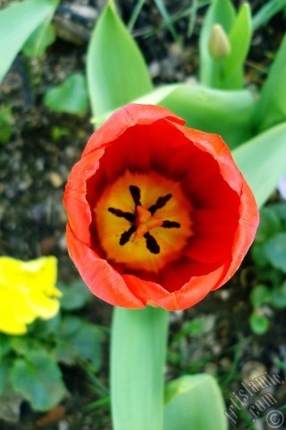 A mobile wallpaper and MMS picture for Apple iPhone 7s, 6s, 5s, 4s, Plus, iPods, iPads, New iPads, Samsung Galaxy S Series and Notes, Sony Ericsson Xperia, LG Mobile Phones, Tablets and Devices: Red Turkish-Ottoman Tulip photo.
