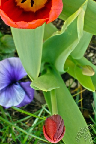 A mobile wallpaper and MMS picture for Apple iPhone 7s, 6s, 5s, 4s, Plus, iPods, iPads, New iPads, Samsung Galaxy S Series and Notes, Sony Ericsson Xperia, LG Mobile Phones, Tablets and Devices: Red Turkish-Ottoman Tulip photo.
