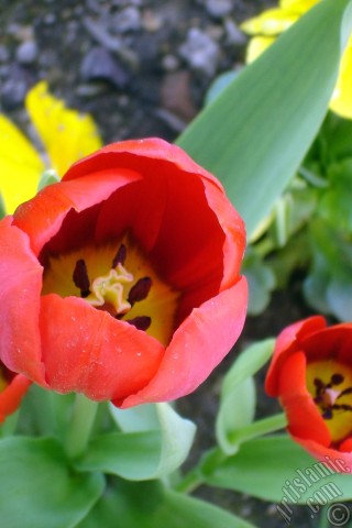 A mobile wallpaper and MMS picture for Apple iPhone 7s, 6s, 5s, 4s, Plus, iPods, iPads, New iPads, Samsung Galaxy S Series and Notes, Sony Ericsson Xperia, LG Mobile Phones, Tablets and Devices: Red Turkish-Ottoman Tulip photo.
