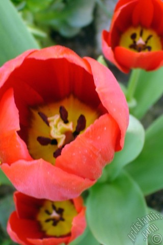 A mobile wallpaper and MMS picture for Apple iPhone 7s, 6s, 5s, 4s, Plus, iPods, iPads, New iPads, Samsung Galaxy S Series and Notes, Sony Ericsson Xperia, LG Mobile Phones, Tablets and Devices: Red Turkish-Ottoman Tulip photo.
