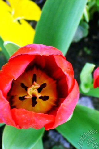 A mobile wallpaper and MMS picture for Apple iPhone 7s, 6s, 5s, 4s, Plus, iPods, iPads, New iPads, Samsung Galaxy S Series and Notes, Sony Ericsson Xperia, LG Mobile Phones, Tablets and Devices: Red Turkish-Ottoman Tulip photo.
