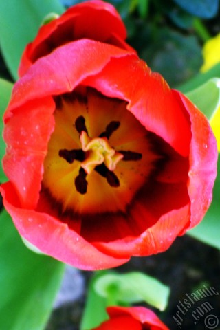 A mobile wallpaper and MMS picture for Apple iPhone 7s, 6s, 5s, 4s, Plus, iPods, iPads, New iPads, Samsung Galaxy S Series and Notes, Sony Ericsson Xperia, LG Mobile Phones, Tablets and Devices: Red Turkish-Ottoman Tulip photo.
