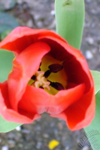 A mobile wallpaper and MMS picture for Apple iPhone 7s, 6s, 5s, 4s, Plus, iPods, iPads, New iPads, Samsung Galaxy S Series and Notes, Sony Ericsson Xperia, LG Mobile Phones, Tablets and Devices: Red Turkish-Ottoman Tulip photo.
