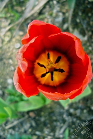 A mobile wallpaper and MMS picture for Apple iPhone 7s, 6s, 5s, 4s, Plus, iPods, iPads, New iPads, Samsung Galaxy S Series and Notes, Sony Ericsson Xperia, LG Mobile Phones, Tablets and Devices: Red Turkish-Ottoman Tulip photo.
