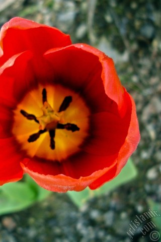 A mobile wallpaper and MMS picture for Apple iPhone 7s, 6s, 5s, 4s, Plus, iPods, iPads, New iPads, Samsung Galaxy S Series and Notes, Sony Ericsson Xperia, LG Mobile Phones, Tablets and Devices: Red Turkish-Ottoman Tulip photo.
