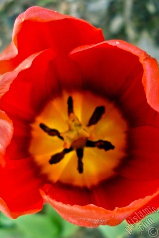 A mobile wallpaper and MMS picture for Apple iPhone 7s, 6s, 5s, 4s, Plus, iPods, iPads, New iPads, Samsung Galaxy S Series and Notes, Sony Ericsson Xperia, LG Mobile Phones, Tablets and Devices: Red Turkish-Ottoman Tulip photo.
