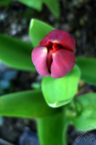 A mobile wallpaper and MMS picture for Apple iPhone 7s, 6s, 5s, 4s, Plus, iPods, iPads, New iPads, Samsung Galaxy S Series and Notes, Sony Ericsson Xperia, LG Mobile Phones, Tablets and Devices: Red Turkish-Ottoman Tulip photo.
