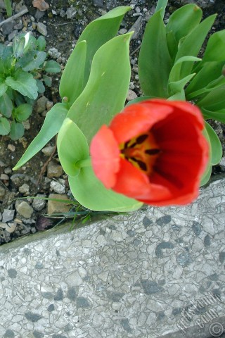 A mobile wallpaper and MMS picture for Apple iPhone 7s, 6s, 5s, 4s, Plus, iPods, iPads, New iPads, Samsung Galaxy S Series and Notes, Sony Ericsson Xperia, LG Mobile Phones, Tablets and Devices: Red Turkish-Ottoman Tulip photo.
