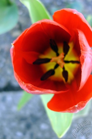 A mobile wallpaper and MMS picture for Apple iPhone 7s, 6s, 5s, 4s, Plus, iPods, iPads, New iPads, Samsung Galaxy S Series and Notes, Sony Ericsson Xperia, LG Mobile Phones, Tablets and Devices: Red Turkish-Ottoman Tulip photo.
