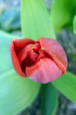 A mobile wallpaper and MMS picture for Apple iPhone 7s, 6s, 5s, 4s, Plus, iPods, iPads, New iPads, Samsung Galaxy S Series and Notes, Sony Ericsson Xperia, LG Mobile Phones, Tablets and Devices: Red Turkish-Ottoman Tulip photo.
