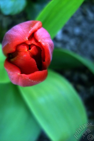 A mobile wallpaper and MMS picture for Apple iPhone 7s, 6s, 5s, 4s, Plus, iPods, iPads, New iPads, Samsung Galaxy S Series and Notes, Sony Ericsson Xperia, LG Mobile Phones, Tablets and Devices: Red Turkish-Ottoman Tulip photo.
