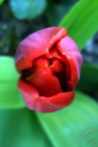 A mobile wallpaper and MMS picture for Apple iPhone 7s, 6s, 5s, 4s, Plus, iPods, iPads, New iPads, Samsung Galaxy S Series and Notes, Sony Ericsson Xperia, LG Mobile Phones, Tablets and Devices: Red Turkish-Ottoman Tulip photo.
