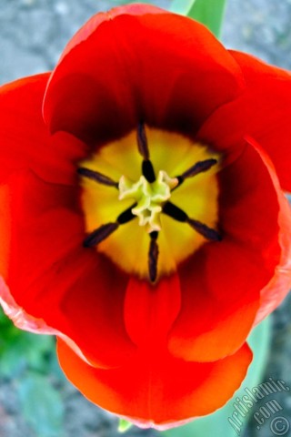 A mobile wallpaper and MMS picture for Apple iPhone 7s, 6s, 5s, 4s, Plus, iPods, iPads, New iPads, Samsung Galaxy S Series and Notes, Sony Ericsson Xperia, LG Mobile Phones, Tablets and Devices: Red Turkish-Ottoman Tulip photo.
