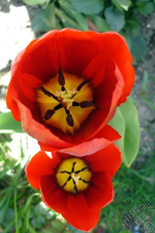 A mobile wallpaper and MMS picture for Apple iPhone 7s, 6s, 5s, 4s, Plus, iPods, iPads, New iPads, Samsung Galaxy S Series and Notes, Sony Ericsson Xperia, LG Mobile Phones, Tablets and Devices: Red Turkish-Ottoman Tulip photo.
