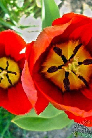 A mobile wallpaper and MMS picture for Apple iPhone 7s, 6s, 5s, 4s, Plus, iPods, iPads, New iPads, Samsung Galaxy S Series and Notes, Sony Ericsson Xperia, LG Mobile Phones, Tablets and Devices: Red Turkish-Ottoman Tulip photo.
