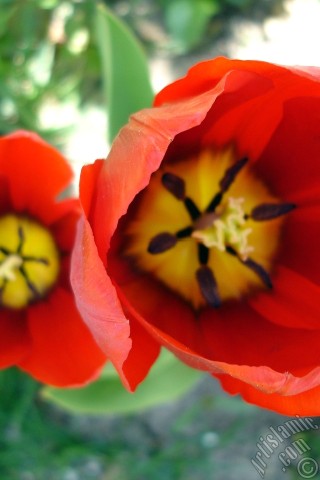 A mobile wallpaper and MMS picture for Apple iPhone 7s, 6s, 5s, 4s, Plus, iPods, iPads, New iPads, Samsung Galaxy S Series and Notes, Sony Ericsson Xperia, LG Mobile Phones, Tablets and Devices: Red Turkish-Ottoman Tulip photo.
