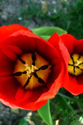 A mobile wallpaper and MMS picture for Apple iPhone 7s, 6s, 5s, 4s, Plus, iPods, iPads, New iPads, Samsung Galaxy S Series and Notes, Sony Ericsson Xperia, LG Mobile Phones, Tablets and Devices: Red Turkish-Ottoman Tulip photo.
