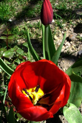 A mobile wallpaper and MMS picture for Apple iPhone 7s, 6s, 5s, 4s, Plus, iPods, iPads, New iPads, Samsung Galaxy S Series and Notes, Sony Ericsson Xperia, LG Mobile Phones, Tablets and Devices: Red Turkish-Ottoman Tulip photo.
