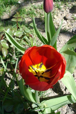 A mobile wallpaper and MMS picture for Apple iPhone 7s, 6s, 5s, 4s, Plus, iPods, iPads, New iPads, Samsung Galaxy S Series and Notes, Sony Ericsson Xperia, LG Mobile Phones, Tablets and Devices: Red Turkish-Ottoman Tulip photo.
