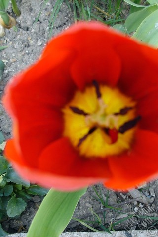 A mobile wallpaper and MMS picture for Apple iPhone 7s, 6s, 5s, 4s, Plus, iPods, iPads, New iPads, Samsung Galaxy S Series and Notes, Sony Ericsson Xperia, LG Mobile Phones, Tablets and Devices: Red Turkish-Ottoman Tulip photo.
