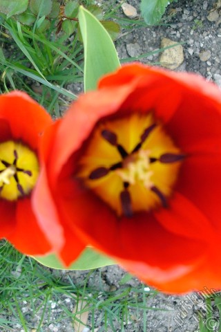 A mobile wallpaper and MMS picture for Apple iPhone 7s, 6s, 5s, 4s, Plus, iPods, iPads, New iPads, Samsung Galaxy S Series and Notes, Sony Ericsson Xperia, LG Mobile Phones, Tablets and Devices: Red Turkish-Ottoman Tulip photo.
