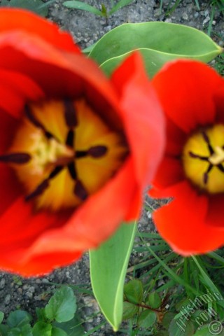 A mobile wallpaper and MMS picture for Apple iPhone 7s, 6s, 5s, 4s, Plus, iPods, iPads, New iPads, Samsung Galaxy S Series and Notes, Sony Ericsson Xperia, LG Mobile Phones, Tablets and Devices: Red Turkish-Ottoman Tulip photo.
