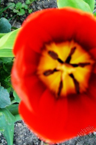 A mobile wallpaper and MMS picture for Apple iPhone 7s, 6s, 5s, 4s, Plus, iPods, iPads, New iPads, Samsung Galaxy S Series and Notes, Sony Ericsson Xperia, LG Mobile Phones, Tablets and Devices: Red Turkish-Ottoman Tulip photo.
