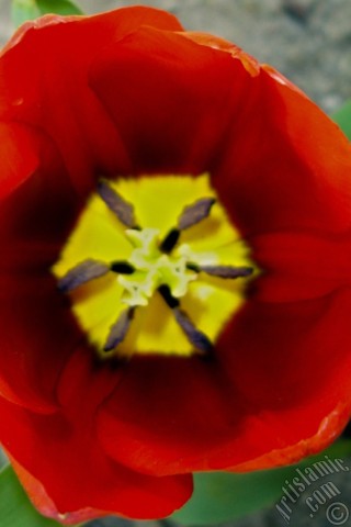 A mobile wallpaper and MMS picture for Apple iPhone 7s, 6s, 5s, 4s, Plus, iPods, iPads, New iPads, Samsung Galaxy S Series and Notes, Sony Ericsson Xperia, LG Mobile Phones, Tablets and Devices: Red Turkish-Ottoman Tulip photo.
