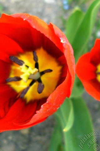 A mobile wallpaper and MMS picture for Apple iPhone 7s, 6s, 5s, 4s, Plus, iPods, iPads, New iPads, Samsung Galaxy S Series and Notes, Sony Ericsson Xperia, LG Mobile Phones, Tablets and Devices: Red Turkish-Ottoman Tulip photo.
