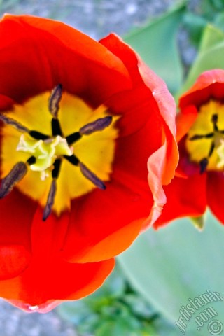 A mobile wallpaper and MMS picture for Apple iPhone 7s, 6s, 5s, 4s, Plus, iPods, iPads, New iPads, Samsung Galaxy S Series and Notes, Sony Ericsson Xperia, LG Mobile Phones, Tablets and Devices: Red Turkish-Ottoman Tulip photo.
