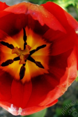 A mobile wallpaper and MMS picture for Apple iPhone 7s, 6s, 5s, 4s, Plus, iPods, iPads, New iPads, Samsung Galaxy S Series and Notes, Sony Ericsson Xperia, LG Mobile Phones, Tablets and Devices: Red Turkish-Ottoman Tulip photo.
