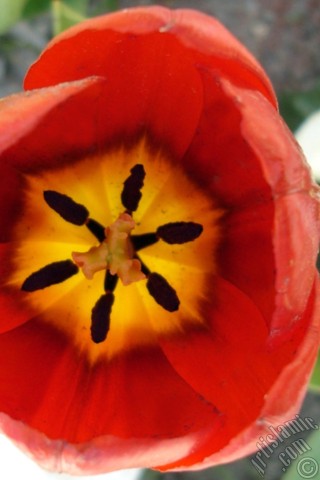 A mobile wallpaper and MMS picture for Apple iPhone 7s, 6s, 5s, 4s, Plus, iPods, iPads, New iPads, Samsung Galaxy S Series and Notes, Sony Ericsson Xperia, LG Mobile Phones, Tablets and Devices: Red Turkish-Ottoman Tulip photo.
