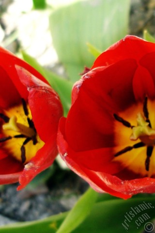 A mobile wallpaper and MMS picture for Apple iPhone 7s, 6s, 5s, 4s, Plus, iPods, iPads, New iPads, Samsung Galaxy S Series and Notes, Sony Ericsson Xperia, LG Mobile Phones, Tablets and Devices: Red Turkish-Ottoman Tulip photo.
