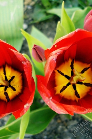 A mobile wallpaper and MMS picture for Apple iPhone 7s, 6s, 5s, 4s, Plus, iPods, iPads, New iPads, Samsung Galaxy S Series and Notes, Sony Ericsson Xperia, LG Mobile Phones, Tablets and Devices: Red Turkish-Ottoman Tulip photo.
